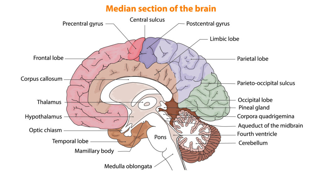 L’attribut alt de cette image est vide, son nom de fichier est cerveau-1024x576.jpg.